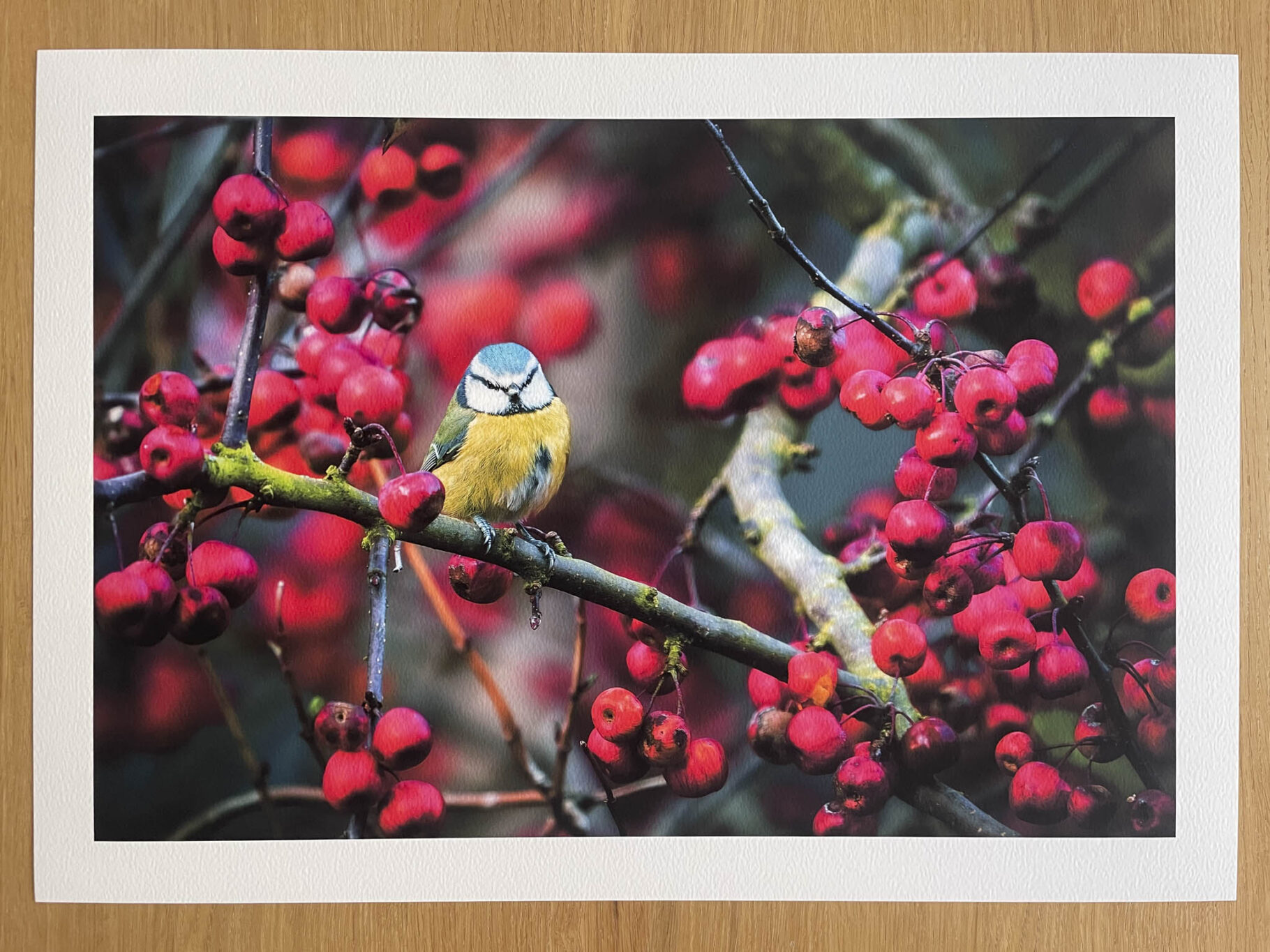 Autumn's Perch - Fine Art Photography Print