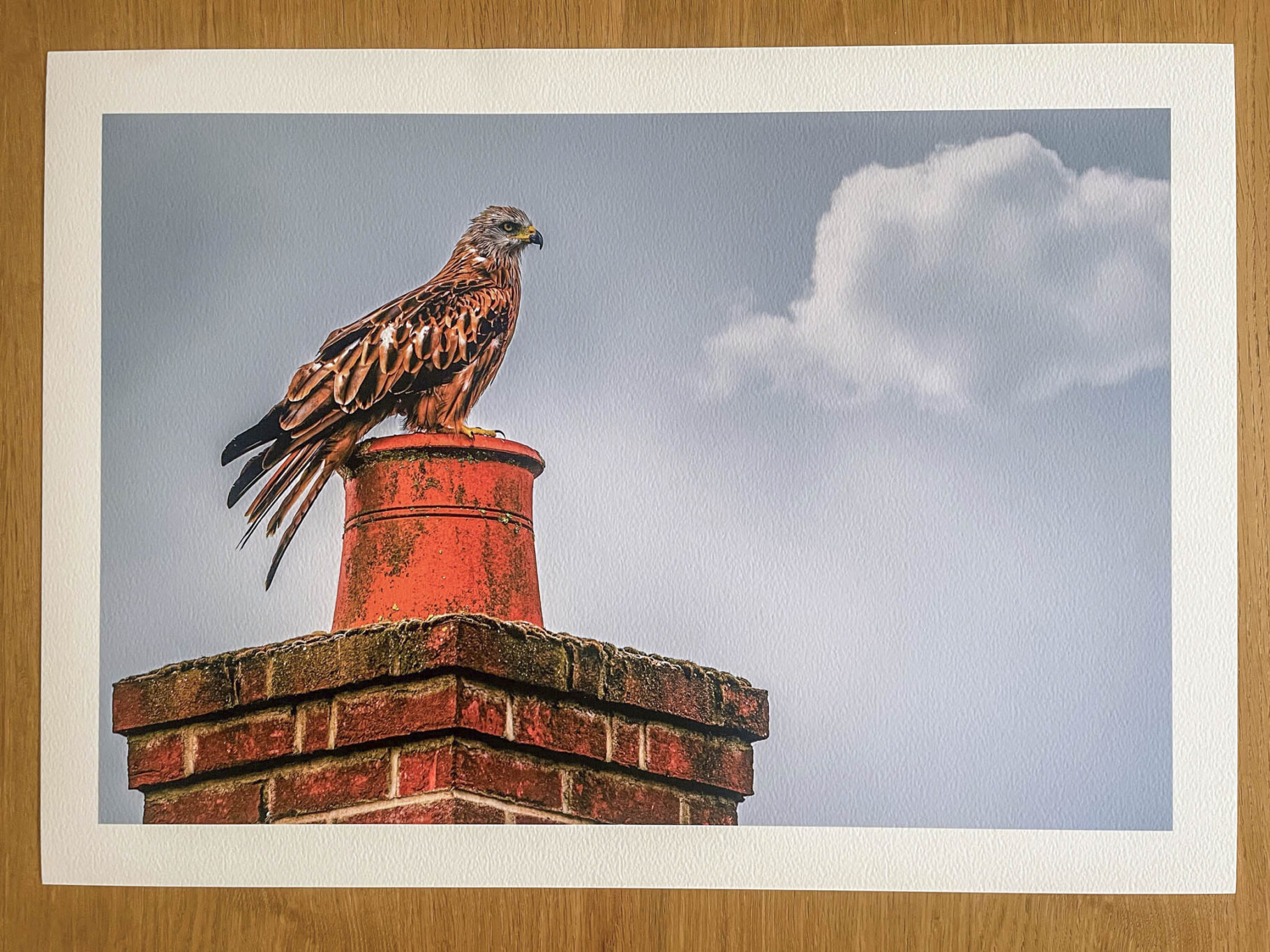 Rooftop Watcher - Fine Art Photography Print